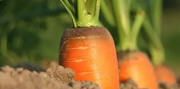 Zumo de zanahoria